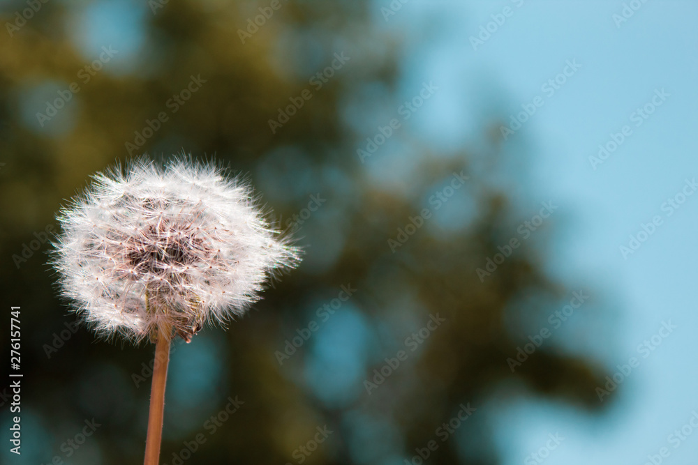White dandelion on a natural background. Copy space. There is a place for text. The concept of nature, freedom, summer White dandelion on a natural background. Copy space. There is a place for text. The concept of nature, freedom, summer