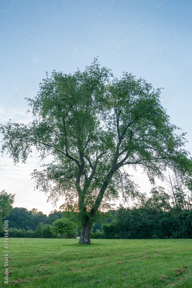 Fototapeta premium tree in a field