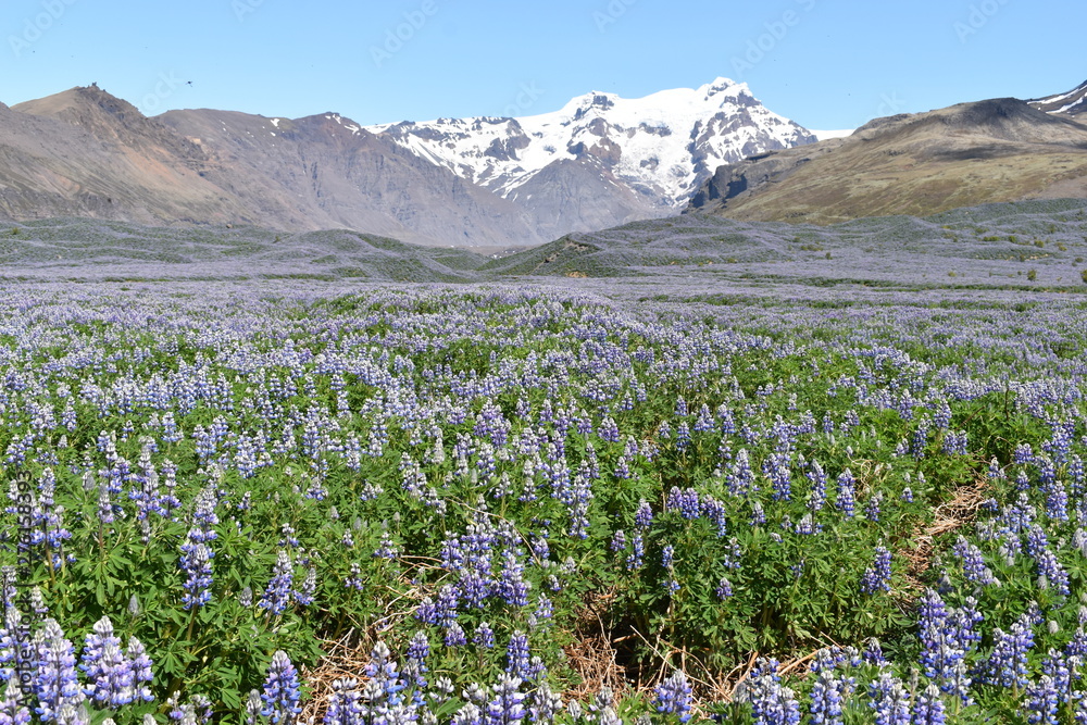Purple lupins with big mountains in background on the way to the Vatnajökull National Park in Iceland
