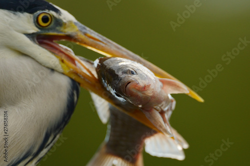 Grey heron with caught fish photo