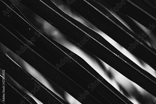 Palm tree leaves