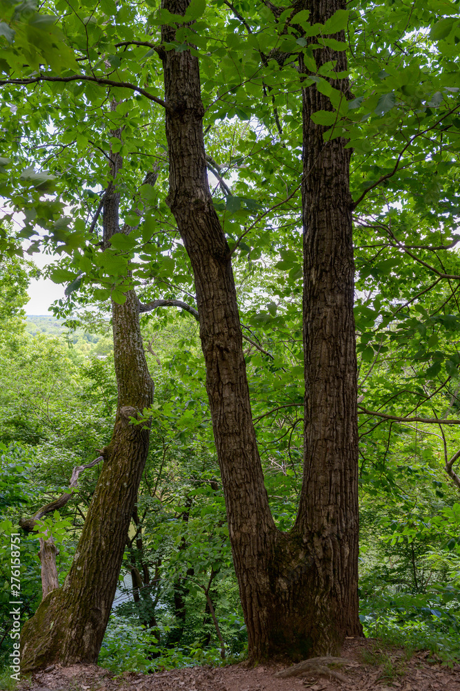 Fototapeta premium Tree by the Potomac