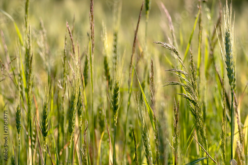 Close up of green wheat on a warm soft spring sun. Wheat plant detail in Agricultural field