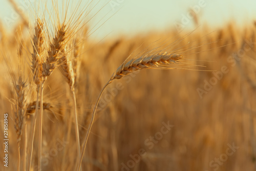 Wheat field. Ears of golden wheat close up. Beautiful Nature Sunset Landscape. Rural Scenery under Shining Sunlight. Background of ripening ears of wheat field. Rich harvest Concept. Label art design