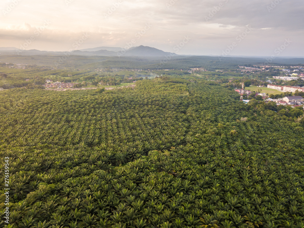 Fototapeta premium Aerial View - Palm Trees at sunrise.