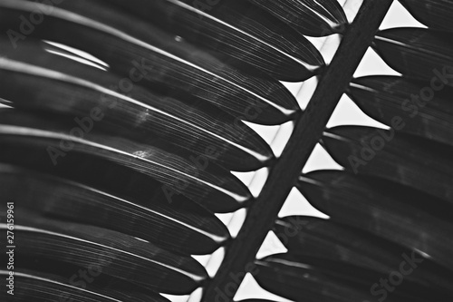 Palm tree leaves