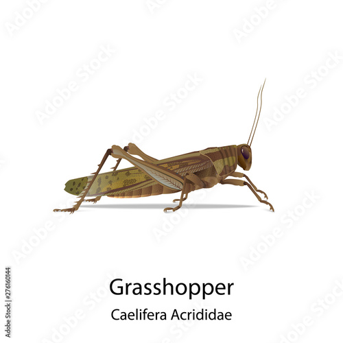 Grasshopper vector on white background and had shadow,text for type of it.