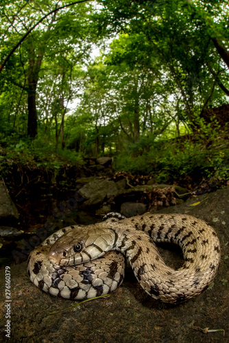 Natrix helvetica