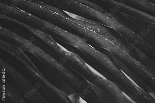 Palm tree leaves