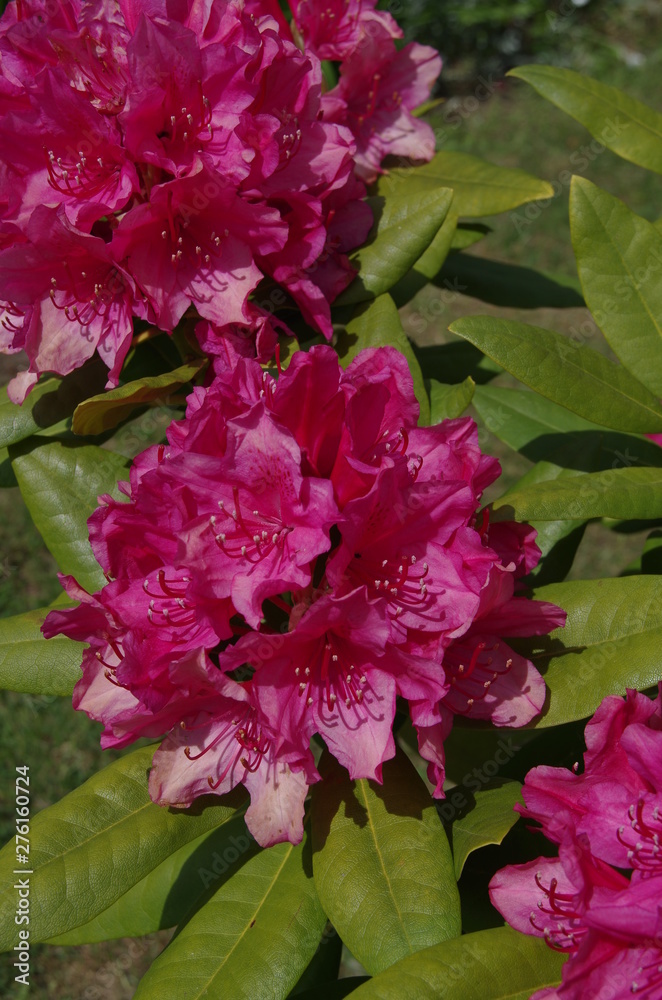 rododendron, kwiat,o gród, natura, wiosna rododendron, kwiat,o gród, natura, wiosna