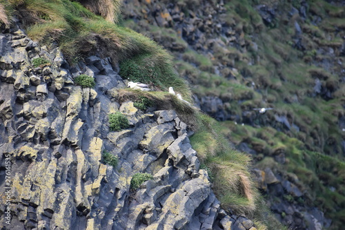 Many seagulls are sitting in a rock at the ocean in Iceland