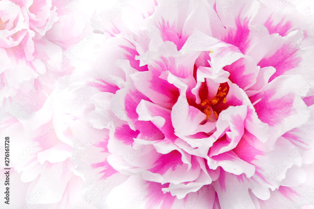 Beautiful pink and white Common Purslane, Verdolaga, Pigweed flower background (Selective focus).