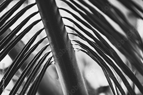 Palm tree leaves