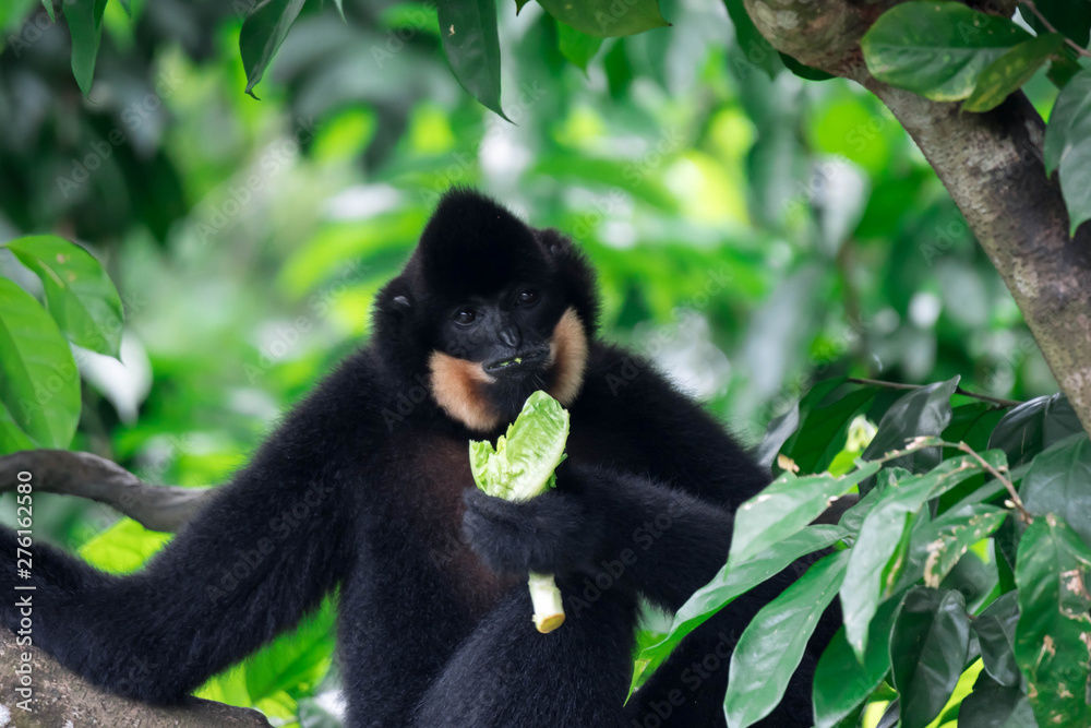 Obraz premium Black spider monkey Ateles chamek while eating vegetable on a tree