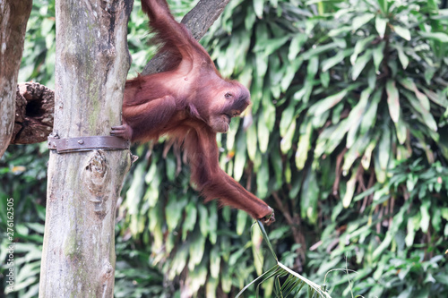 Bornean orangutan while swinging on vines in a zoo