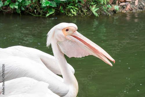Pelican bird on a pond looking for food photo
