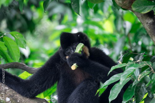 Black spider monkey Ateles chamek while eating vegetable on a tree