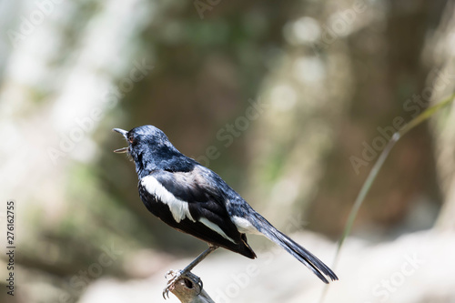 Magpie robin while on a tree branch looking for food isolated