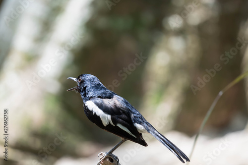 Magpie robin while on a tree branch looking for food isolated photo