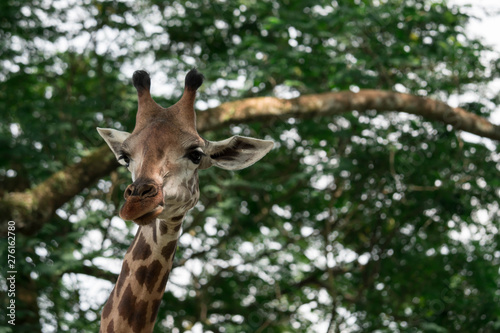 Giraffes head cloe up shot whle eating green background © Bill