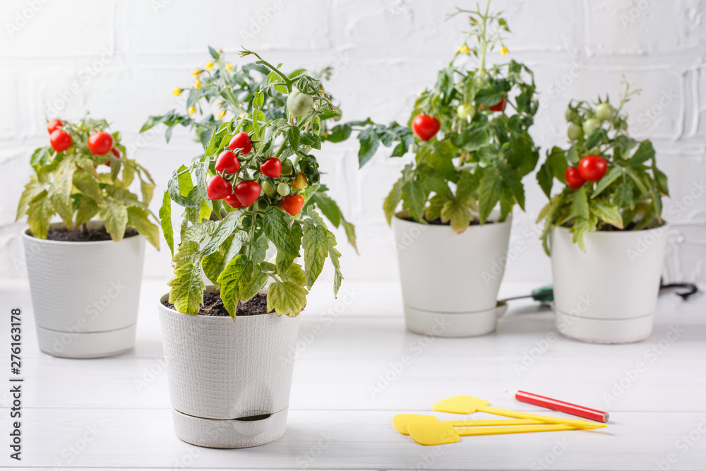 Small bushes of cherry tomatoes grows in a flower pot. Home cultivated potted tomatoes on white background. Gardening concept.