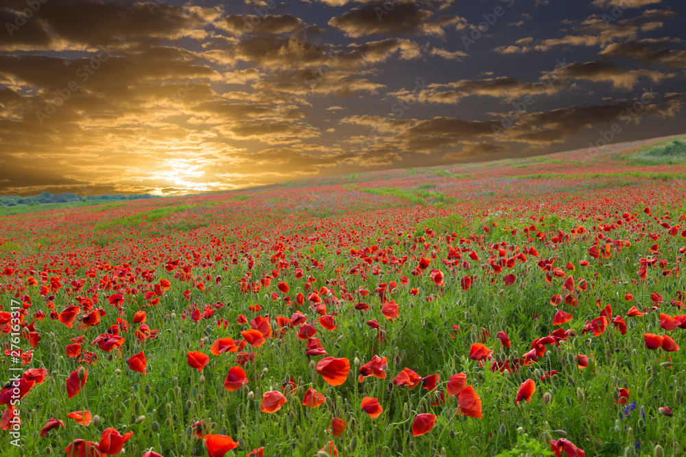 Poppy flowers field and golden sunset scene