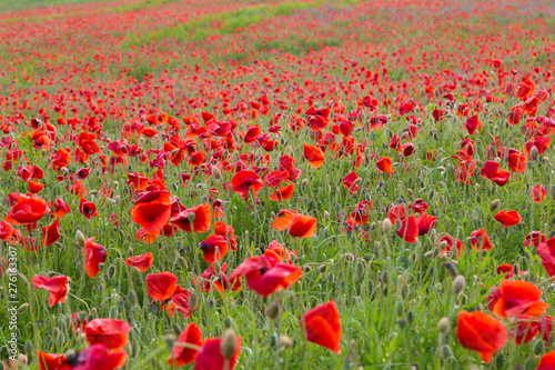  Red poppy flowers field