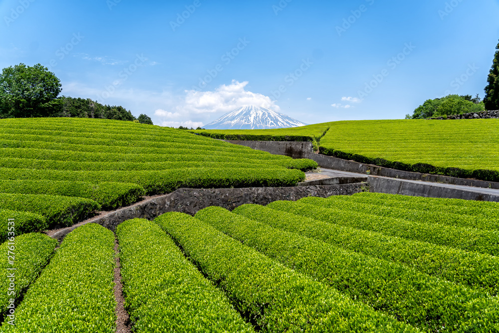 Fuji Mountain with tea plantation at Shizuoka,Japan. Mount Fuji, Fujisan located on Honshu Island, is the highest mountain in Japan.