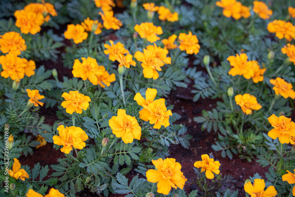 yellow flowers in the garden yellow flowers in the garden
