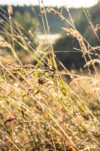 Grass dew drop. Sunrise in the field. Sunshine backlight grass with dew drop. Morning dew in the grass dry field. Macro grass. 