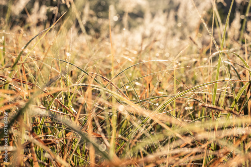 Grass dew drop. Sunshine backlight grass with dew drop. Morning dew in the grass dry field. Macro grass. Sunrise in the field. 