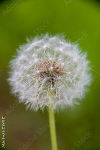 Dandelion spherical seed head close-up