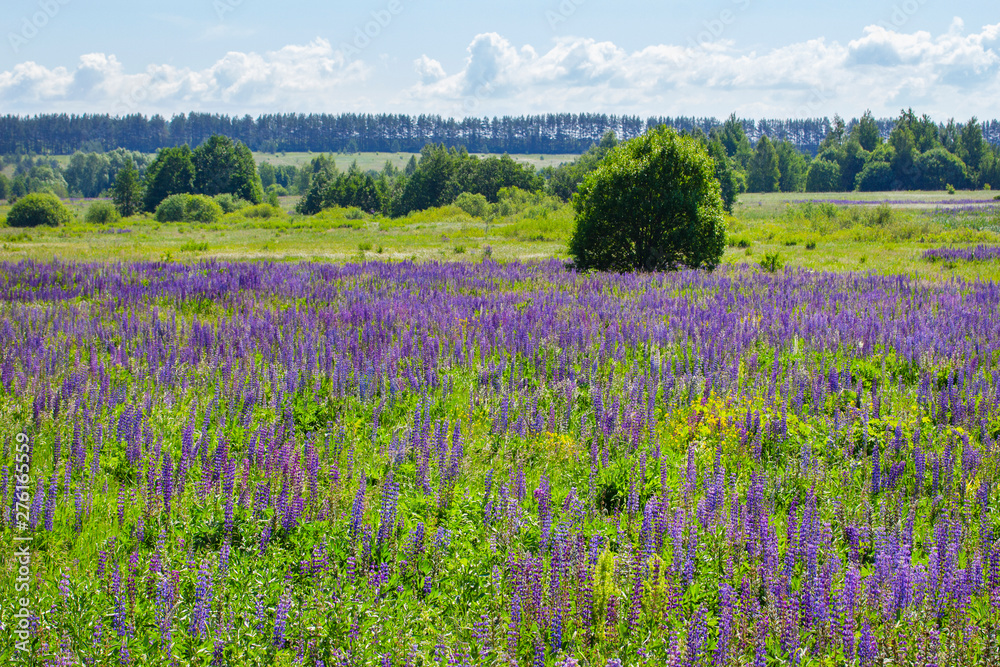 Blooming meadow lupins, many Lupinus lupins a field of blue flowers. Background landscape blooming wild lupine meadow. beautiful landscape with wild flowers Blooming meadow lupins, many Lupinus lupins a field of blue flowers. Background landscape blooming wild lupine meadow. beautiful landscape with wild flowers