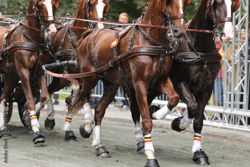 Four horses racing at elite level in Gothenburg, Sweden during summer