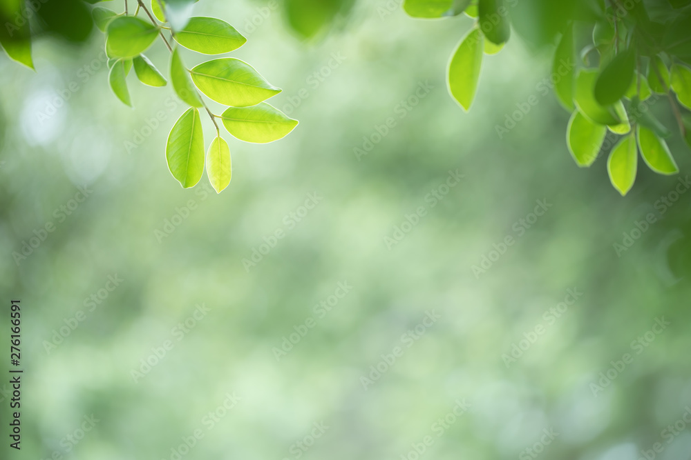 Green leaf on blurred greenery background. Beautiful leaf texture in nature. Natural background. close-up of macro with free space for text. Green leaf on blurred greenery background. Beautiful leaf texture in nature. Natural background. close-up of macro with free space for text.