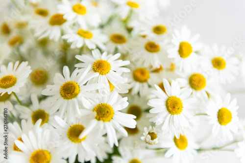Daisy chamomile flowers on white background. Summer background. Selective focus. Close up