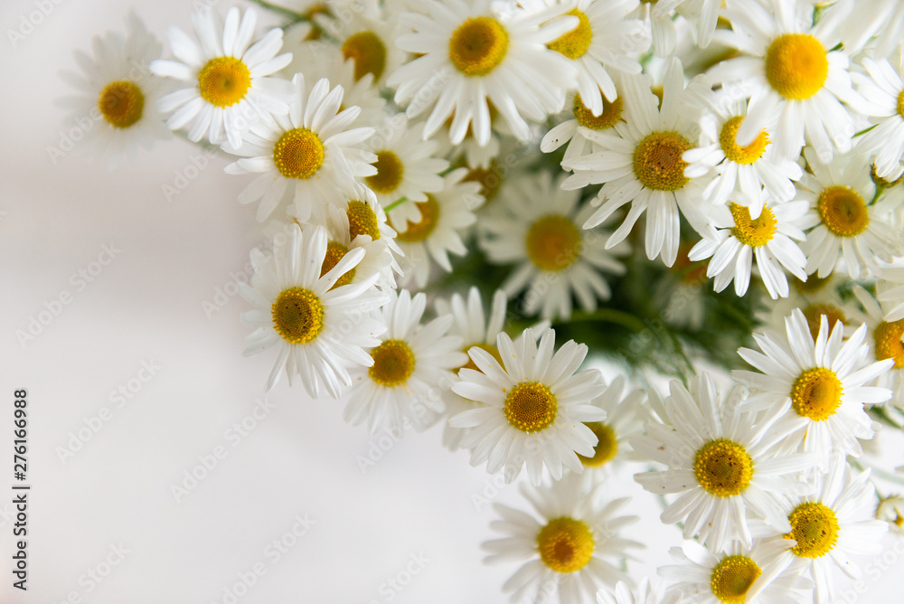 Daisy chamomile flowers on white background. Top view with copy space. Selective focus