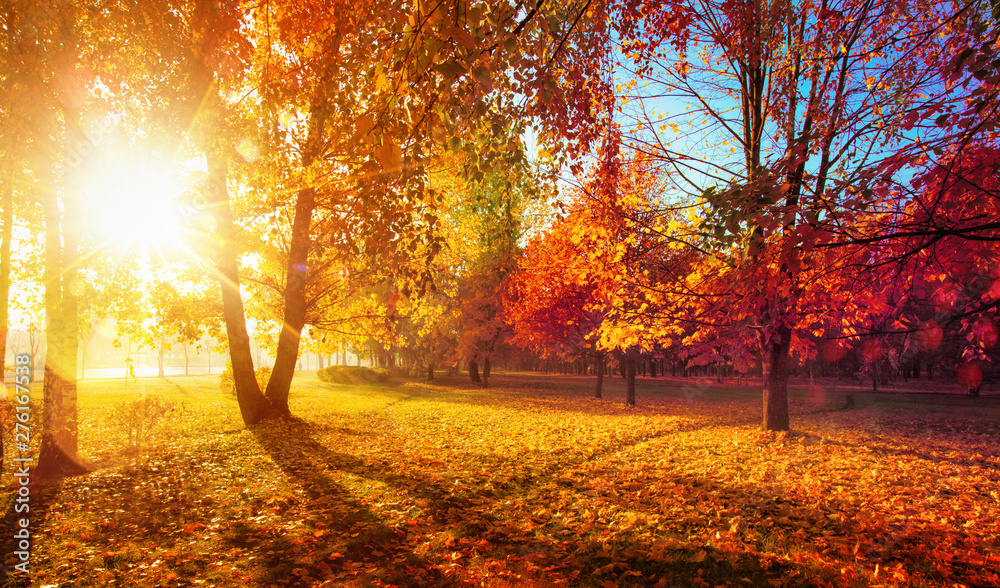 Plakat Jesienny krajobraz. Scena jesienna. Drzewa i liście w promieniach słonecznych