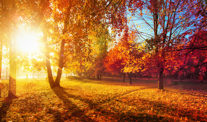 Autumn Landscape. Fall Scene.Trees and Leaves in Sunlight Rays