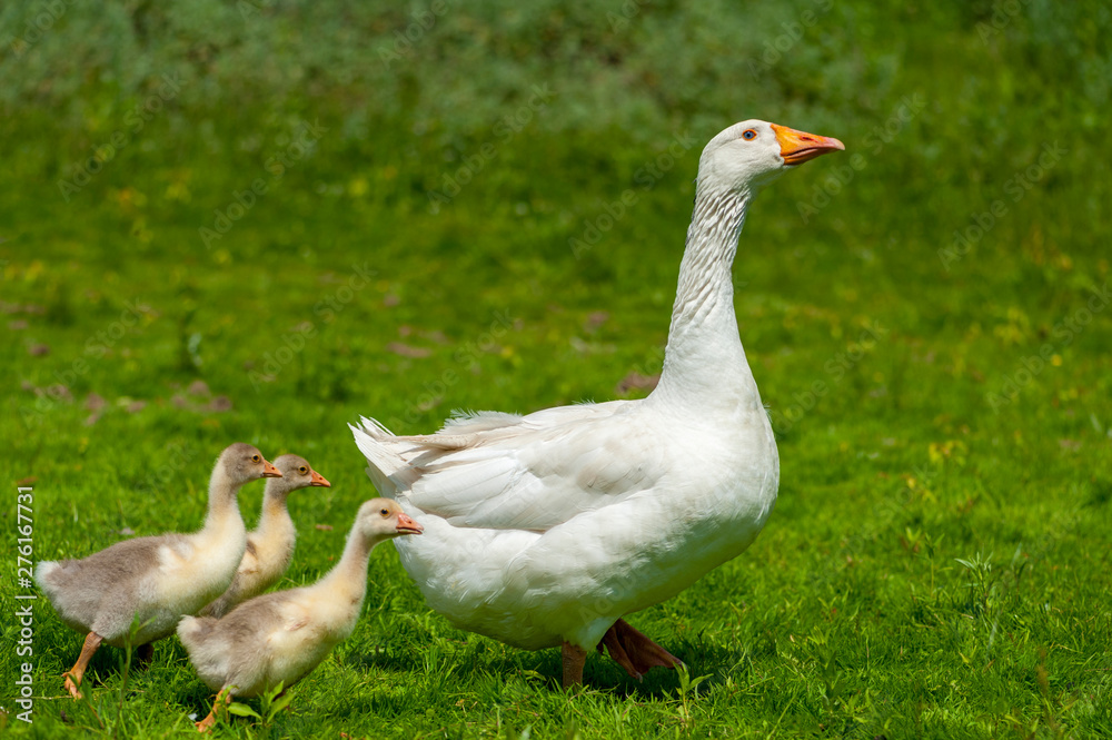 Young geese with mother on the background of nature Young geese with mother on the background of nature