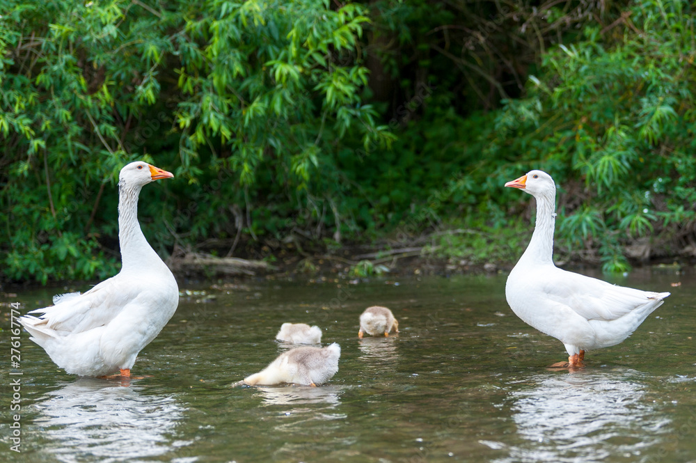 Young geese with mother on the background of nature Young geese with mother on the background of nature