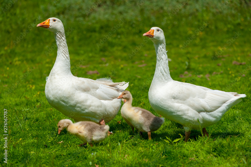 Young geese with mother on the background of nature