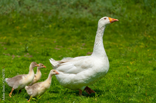 Young geese with mother on the background of nature © Pavlo Burdyak