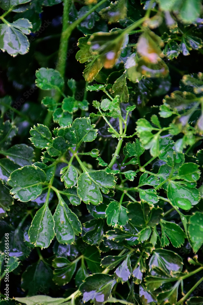 Obraz premium green leaves of a tree