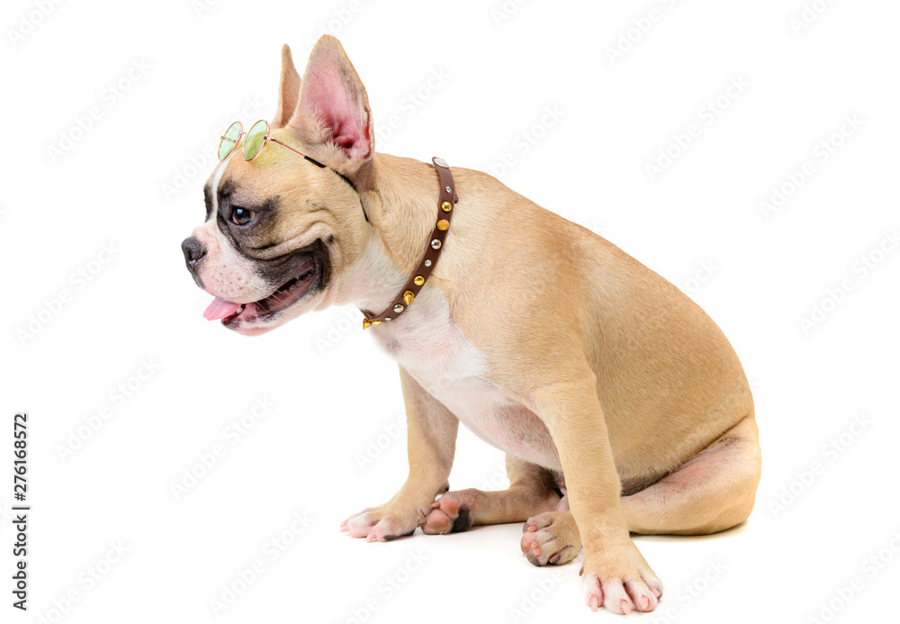 cute french bulldog wear glasses and sitting cute french bulldog wear glasses and sitting