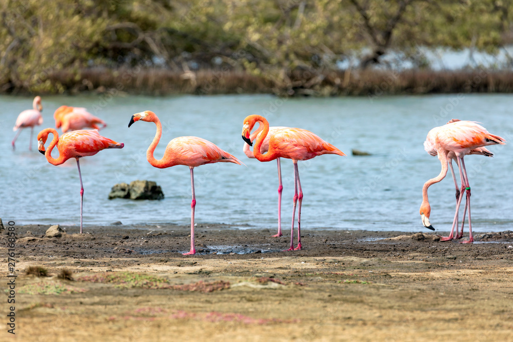 Fototapeta Flamingos in den Salzseen, Bonaire