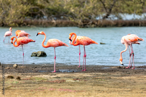 Flamingos in den Salzseen, Bonaire