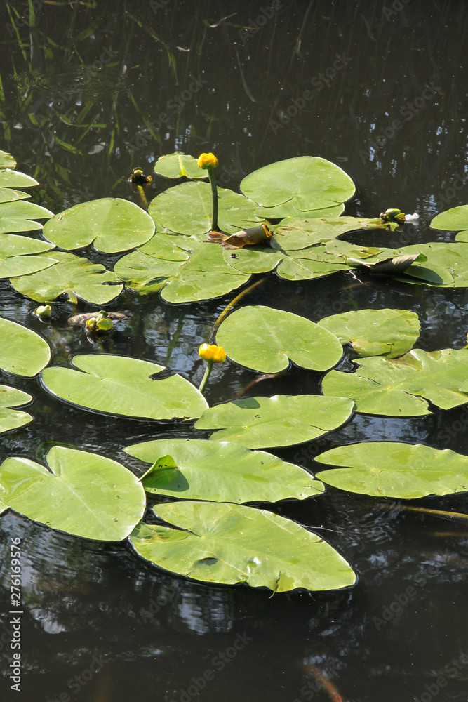Nuphar lutea water plant with yellow flowers Nuphar lutea water plant with yellow flowers