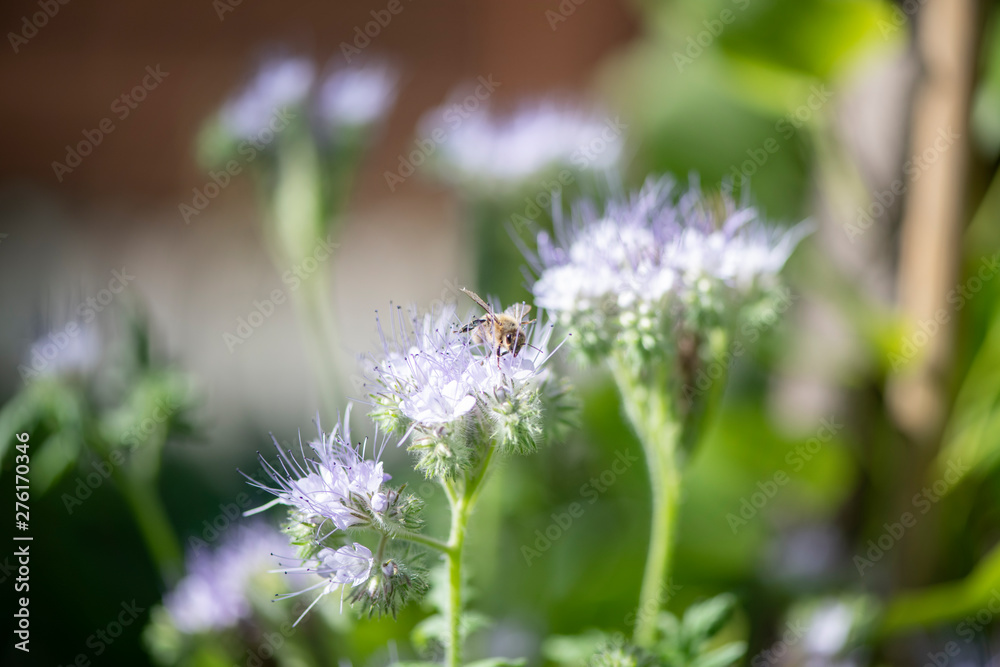Bumble Bee Hummel Biene Großstadt - Garten Bumble Bee Hummel Biene Großstadt - Garten