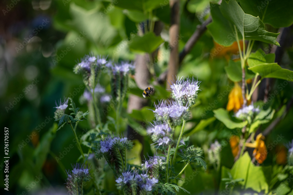 Bumble Bee Hummel Biene Großstadt - Garten Bumble Bee Hummel Biene Großstadt - Garten